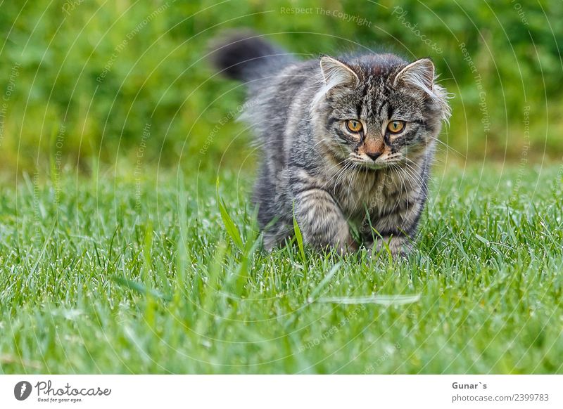 Young cat playing in the grass... Grass Meadow Animal Pet Cat Animal face Pelt Claw Paw young cat Kitten Tiger Tabby cat Tiger skin pattern 1 Discover Hunting