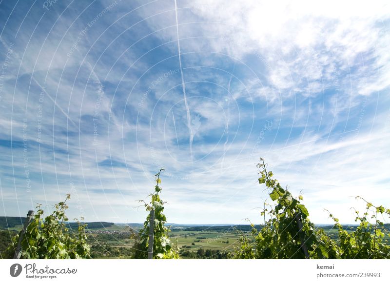 How it grows well Environment Nature Landscape Plant Sky Clouds Horizon Sunlight Summer Beautiful weather Agricultural crop Vine Field Vineyard Growth Blue