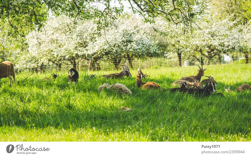 Thuringian Forest Goats Nature Landscape Meadow Pasture Animal Pet Farm animal Goat herd Group of animals Herd Lie Sleep Relaxation Idyll Attachment