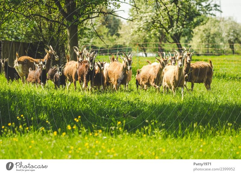 Thuringian Forest Goats Nature Landscape Meadow Pasture Animal Pet Farm animal Goat herd Group of animals Herd Observe To feed Stand Idyll Attachment