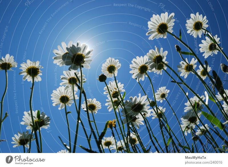 Daisies Nature Plant Earth Sky Sun Sunlight Summer Climate Beautiful weather Tree Flower Grass Leaf Blossom Garden Park Mountain Castle Tourist Attraction Chaos