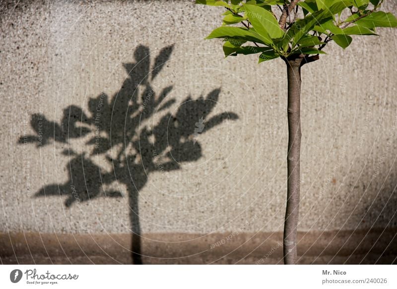 our city shall become greener Environment Beautiful weather Plant Tree Leaf Wall (barrier) Wall (building) Shadow play Growth Green Gray Part of the plant