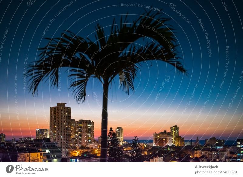 Skyline of Havana at night with palm tree Panorama (View) Deserted Summer Sun Vacation & Travel Island Far-off places Ocean Cloudless sky Town High-rise