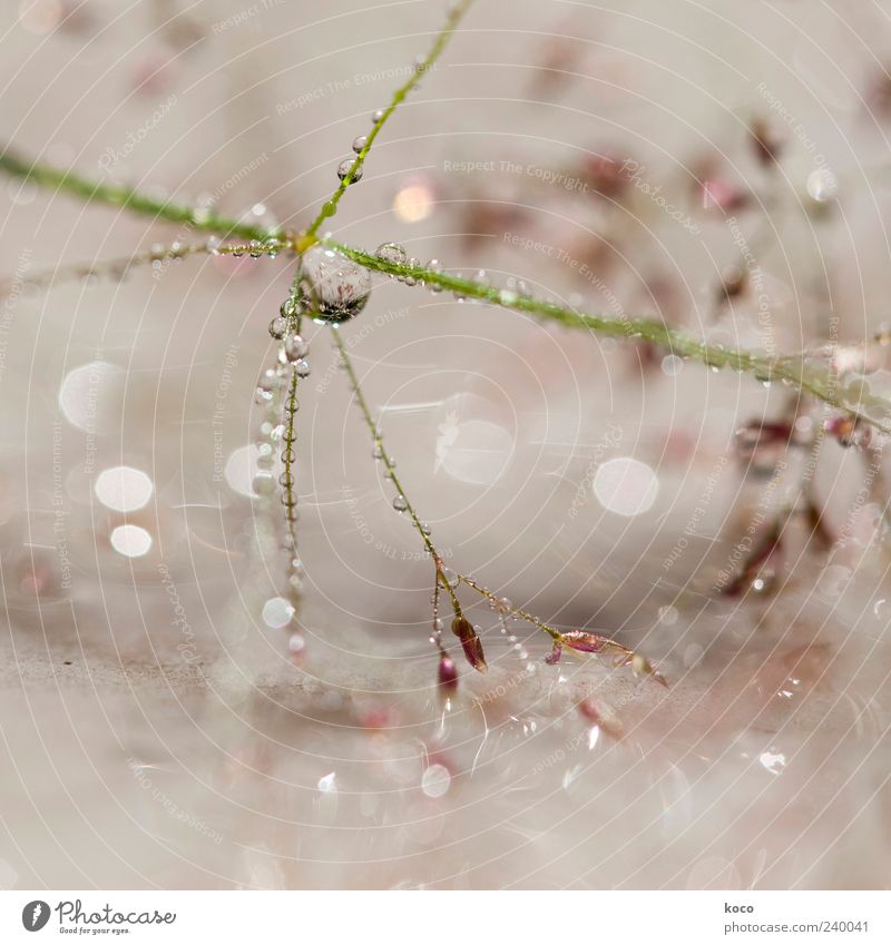 jewels Elegant Beautiful Drops of water Plant Grass Water Line Esthetic Exceptional Thin Fluid Fresh Glittering Near Positive Brown Green Pink Red White