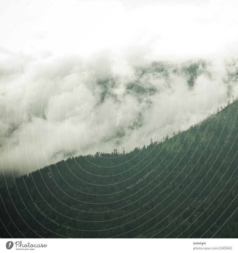 White wave Nature Landscape Clouds Bad weather Forest Alps Mountain Green Exterior shot Deserted Morning Cloud field Bank of clouds Veil of cloud