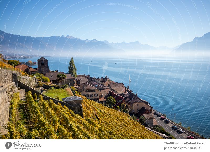 Village at the lake Environment Nature Blue Brown Yellow Gold Black White Lake Geneva House (Residential Structure) Wine growing Vine Bunch of grapes Water