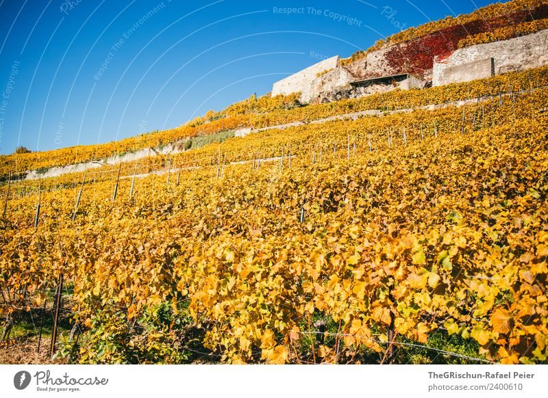 vineyards Environment Nature Landscape Blue Brown Multicoloured Yellow Gold Vine Vineyard Bunch of grapes Autumn Cute Leaf World heritage Wall (barrier)