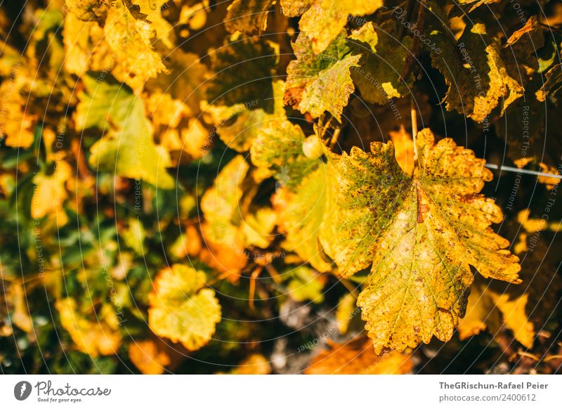 Golden Leaves Nature A Royalty Free Stock Photo From Photocase