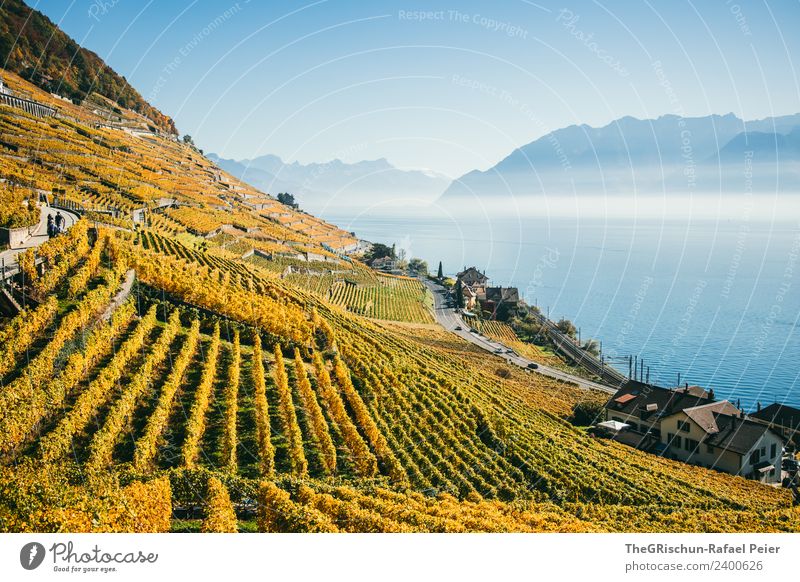 vine Environment Nature Landscape Blue Brown Yellow Gold White Vine Water Mountain Lake Lake Geneva Fog Sunbeam Autumn World heritage Wine Vail