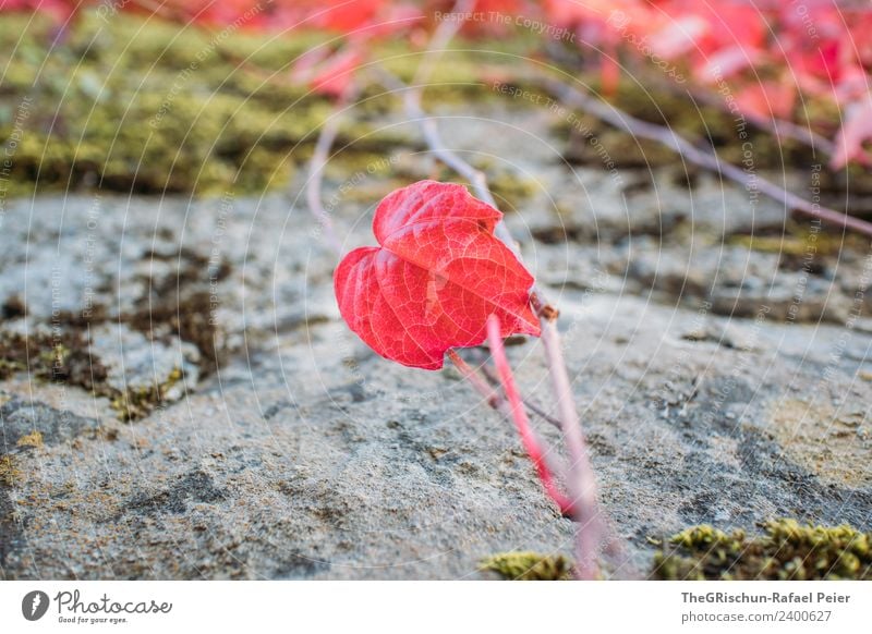 Red leaf Nature Plant Leaf Heart-shaped Growth Autumn Stone Colour photo Exterior shot Detail Macro (Extreme close-up) Deserted Copy Space left
