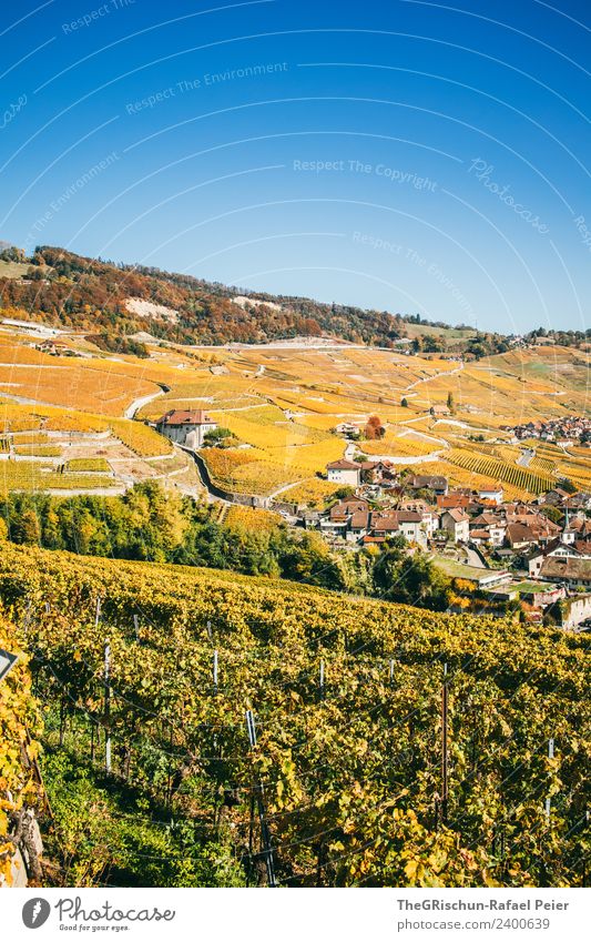 vineyard Environment Nature Landscape Blue Multicoloured Yellow Gold Vine Cute Autumn Sky Blue sky Wine Hiking Switzerland World heritage Colour photo