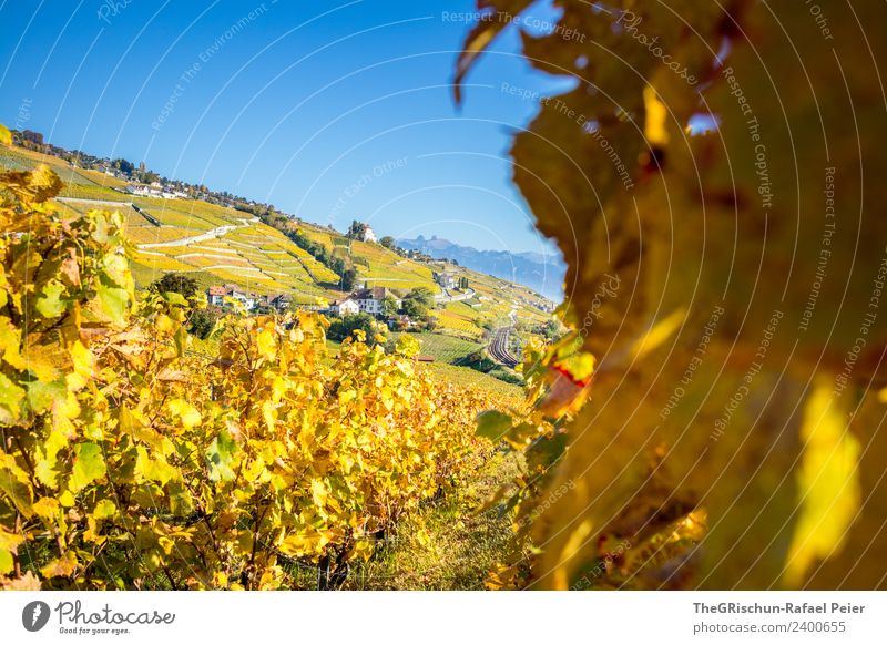 Autumn in the vineyard Nature Landscape Blue Brown Yellow Gold Green Orange Grape harvest Vineyard Plant Bunch of grapes Lanes & trails