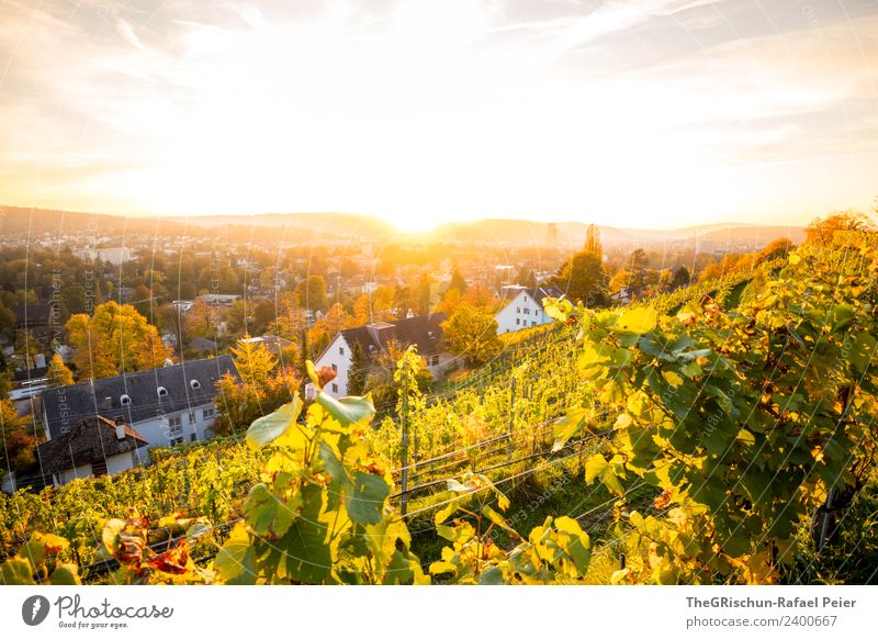 Sunset Environment Nature Sky Blue Yellow Gold Green Vine Wine Winterthur Town House (Residential Structure) Back-light Moody Colour photo Exterior shot