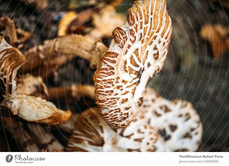 mushroom Nature Brown Mushroom Structures and shapes Pattern Growth Eating Colour photo Exterior shot Close-up Detail Macro (Extreme close-up) Deserted
