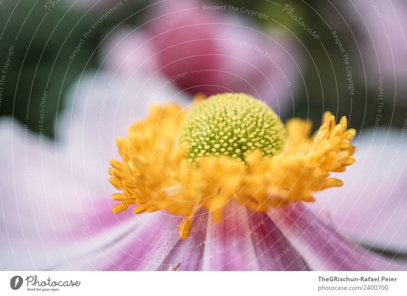 flower Plant Yellow Green Violet Pink Flower Blossom Detail Macro (Extreme close-up) Shallow depth of field Blossoming Round Structures and shapes