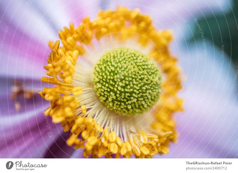 detail Plant Yellow Green Violet Blossom Flower Detail Macro (Extreme close-up) Shallow depth of field Pollen Blossoming Progress Structures and shapes