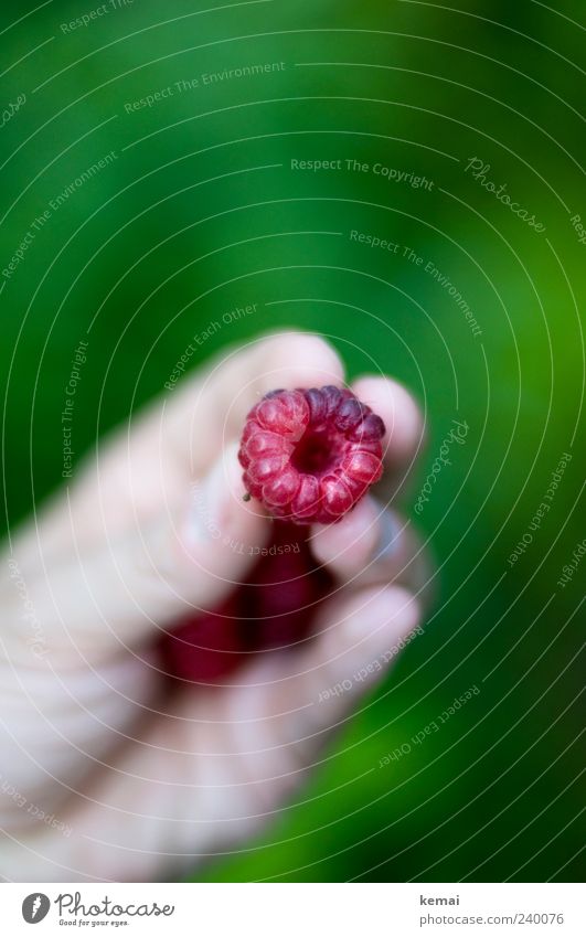 Berry temptation Fruit Raspberry Nutrition Hand Fingers Nature To hold on Fresh Delicious Green Red Pick Colour photo Close-up Detail Day Light Contrast Blur