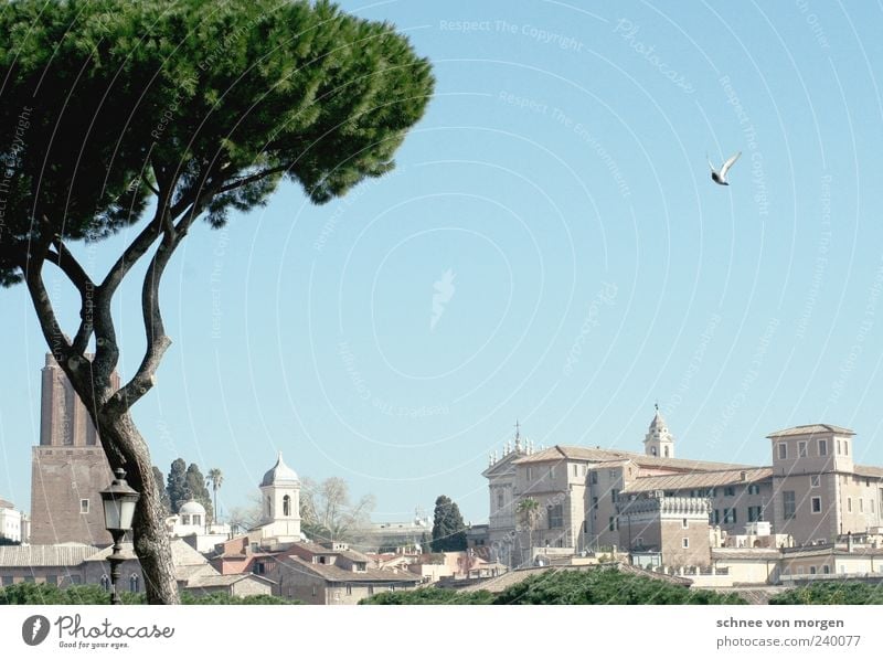 short flap Rome Italy Sky Blue Pigeon Tree Ancient Historic Green Building City trip Church Deserted Travel photography