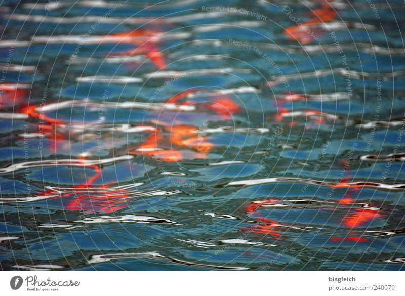 goldfish pond Water Pond Goldfish Fish Flock Blue Red Waves Surface of water Colour photo Exterior shot Deserted Day Multiple