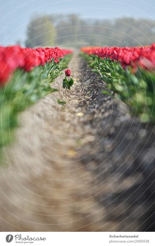 Tulip dancing out of line Nature Plant Spring Beautiful weather Flower Field Dance Tulip field Windmill Pinwheel Red Loneliness Netherlands Telephoto lens
