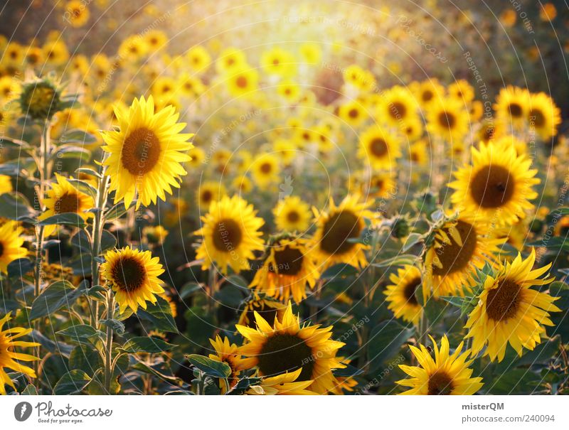 Sunflowers. Esthetic Sunlight Natural Nature Sunflower field Summer Blossoming Yellow Many Colour photo Exterior shot Detail Abstract Pattern Copy Space top Day