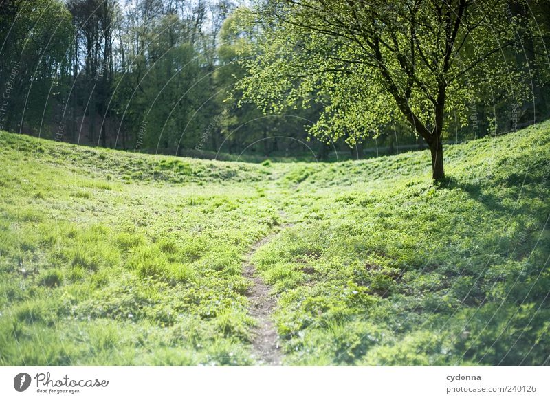 back way Harmonious Well-being Relaxation Calm Trip Far-off places Freedom Environment Nature Landscape Spring Tree Grass Meadow Forest Loneliness Uniqueness