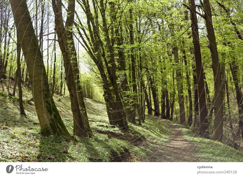 walk in the woods Lifestyle Harmonious Well-being Relaxation Calm Trip Far-off places Freedom Environment Nature Landscape Spring Tree Forest Loneliness