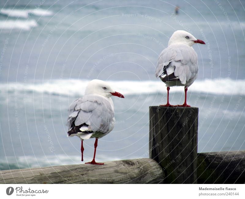 2 seagulls with only 3 legs sitting on wooden fence at the sea Nature coast Animal Bird Looking Stand Together Cute Blue Brown Gray White Contentment Friendship