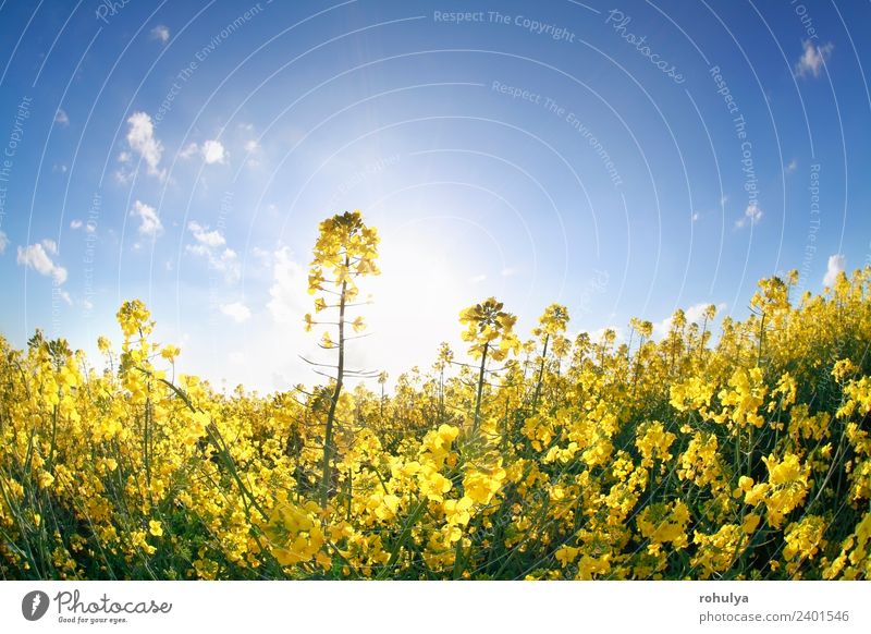 canola flowers in sunshine over blue sky Beautiful Summer Sun Industry Environment Nature Landscape Sky Spring Flower Blossom Blue Yellow Canola rapeseed oil