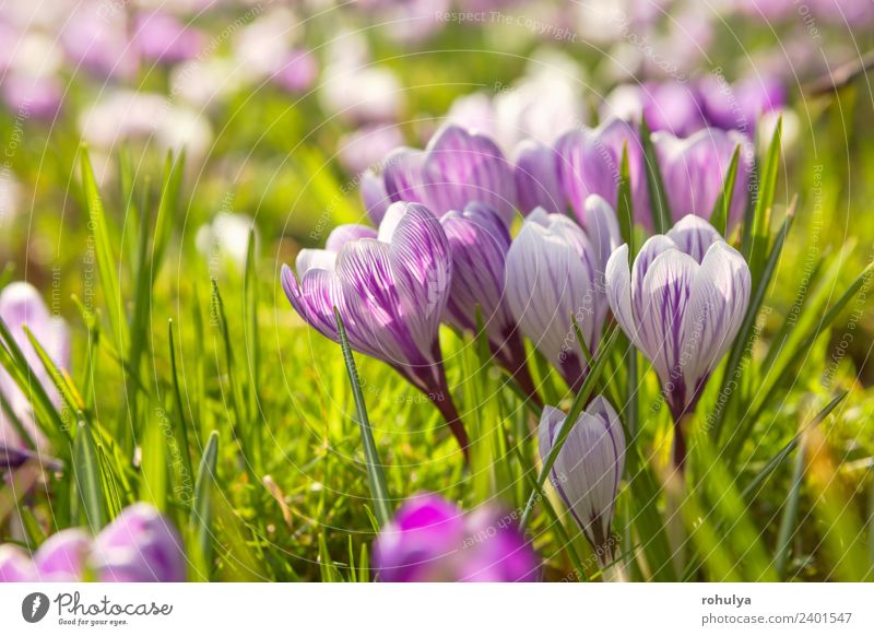 many crocus flowers on green meadow in sunshine Beautiful Nature Landscape Plant Sunlight Spring Flower Grass Blossom Wild plant Park Meadow Growth Green Crocus