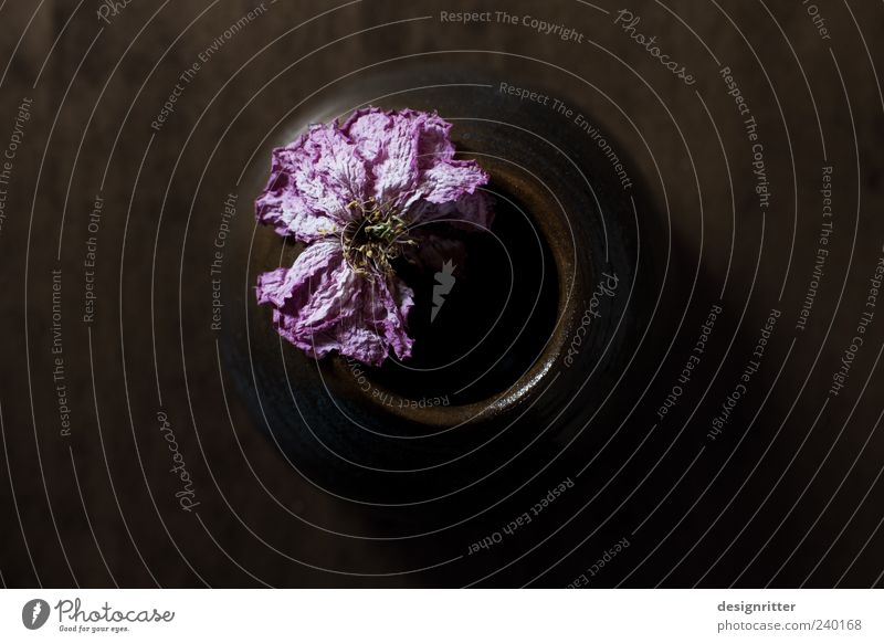 Beauty is becoming Plant Flower Old Blossoming Faded To dry up Esthetic Dark Beautiful Dry Sadness Grief Vase Limp End Colour photo Subdued colour Interior shot