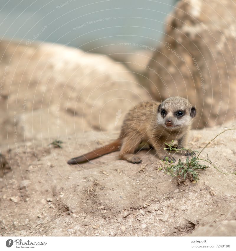 Mini Earthman Summer Rock Animal Wild animal Zoo Meerkat 1 Baby animal Observe Sit Playing Exotic Brash Friendliness Cuddly Astute Cute Brown Sympathy Curiosity