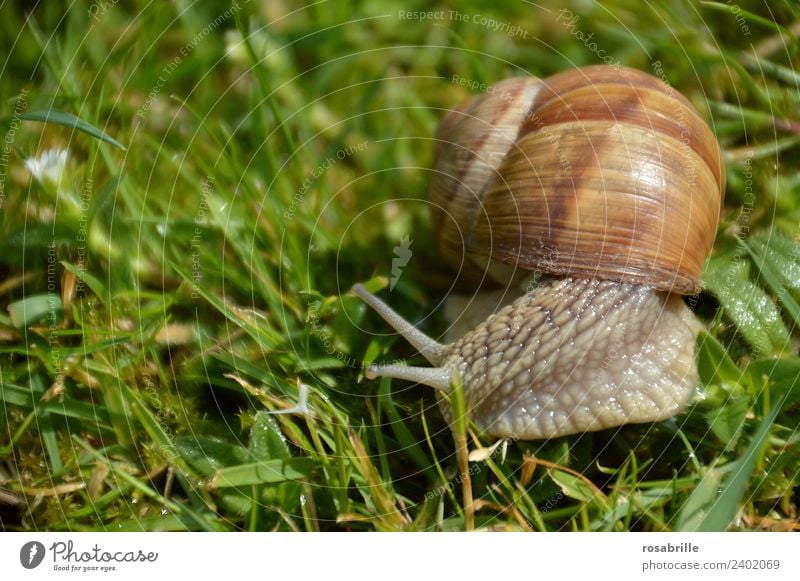 small slime - snail close in the grass on the right side Grass Garden Park Meadow Snail shell Animal Wild animal Vineyard snail Reptiles Mollusk 1 Slimy Brown
