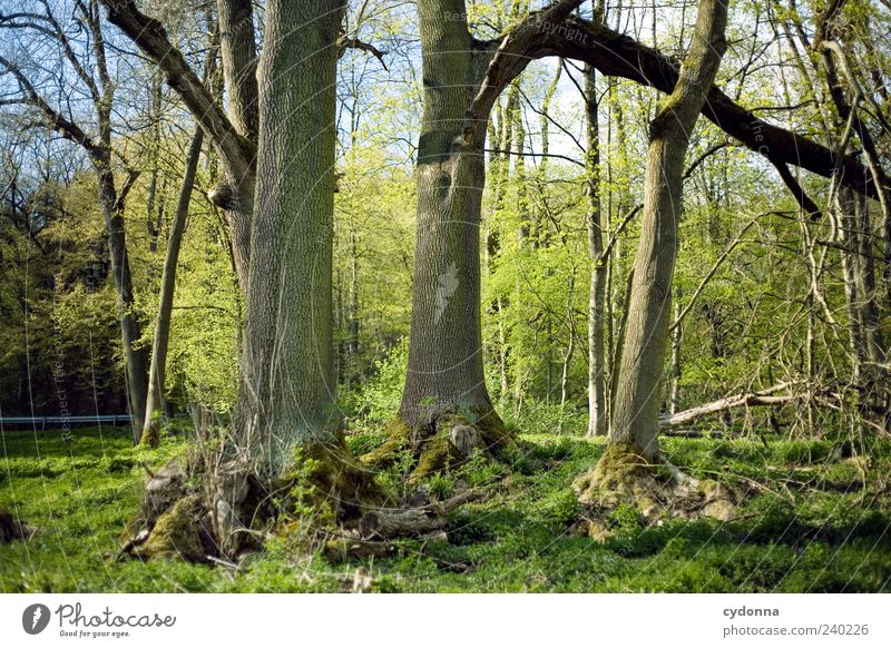 grove Harmonious Relaxation Calm Trip Environment Nature Landscape Spring Tree Forest Uniqueness Clump of trees 3 Edge of the forest Tree trunk Growth