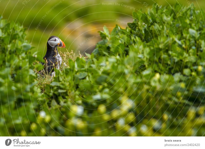 Atlantic Puffin Science & Research Biology Ornithology Environment Nature Animal Coast Wild animal Bird 1 Environmental protection fratercula artica aves