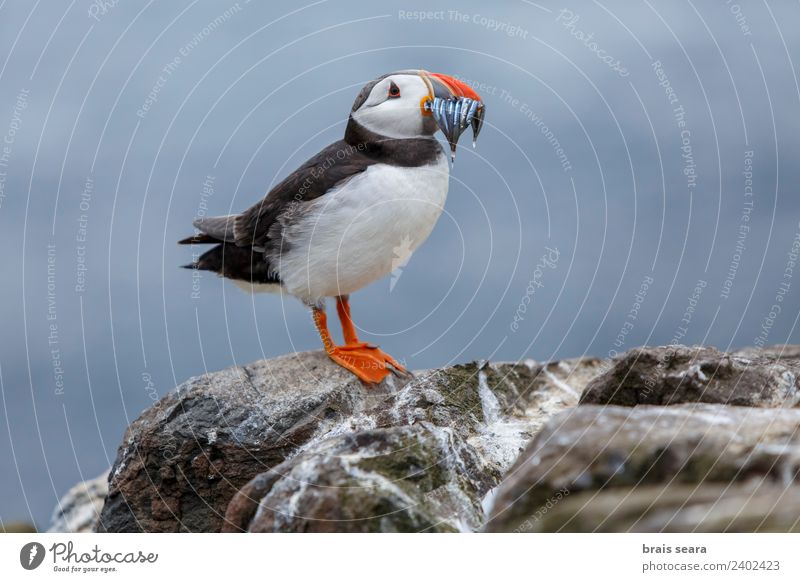 Atlantic Puffin Science & Research Biology Ornithology Environment Nature Animal Coast Wild animal Bird 1 Environmental protection fratercula artica aves