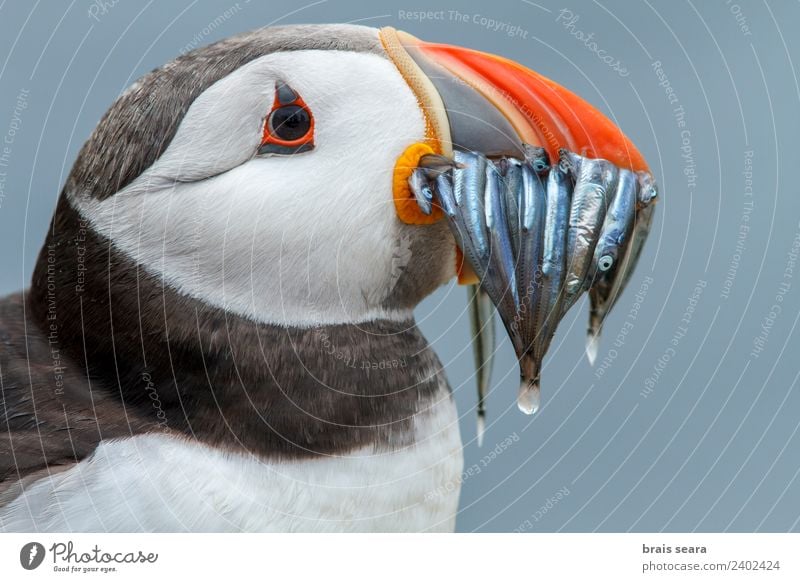 Atlantic Puffin (Fratercula arctica) adult with sandeels in bill, Farne Islands, United Kingdom Vacation & Travel Adventure Environment Nature Animal Water