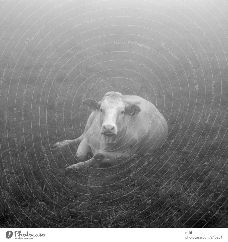 fade to grey Livestock Cattle Pasture Environment Nature Fog Meadow Animal Farm animal Cow 1 Gray Uniqueness Black & white photo Exterior shot Copy Space top
