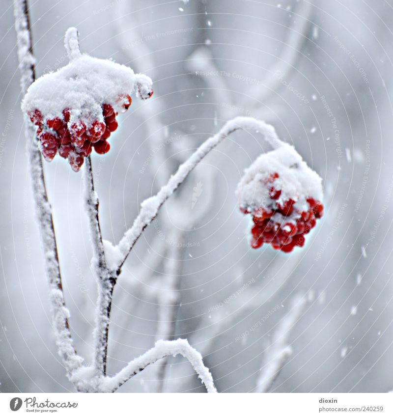 Rowberry ice cream Winter Ice Frost Snow Plant Bushes Wild plant Berries Twigs and branches Hang Cold Natural Nature Colour photo Close-up Deserted