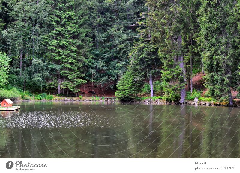 (Duck-)house at the lake Vacation & Travel Environment Nature Tree Forest Pond Lake Swimming lake Forest lake Black Forest Ducks hutt Fir tree Colour photo