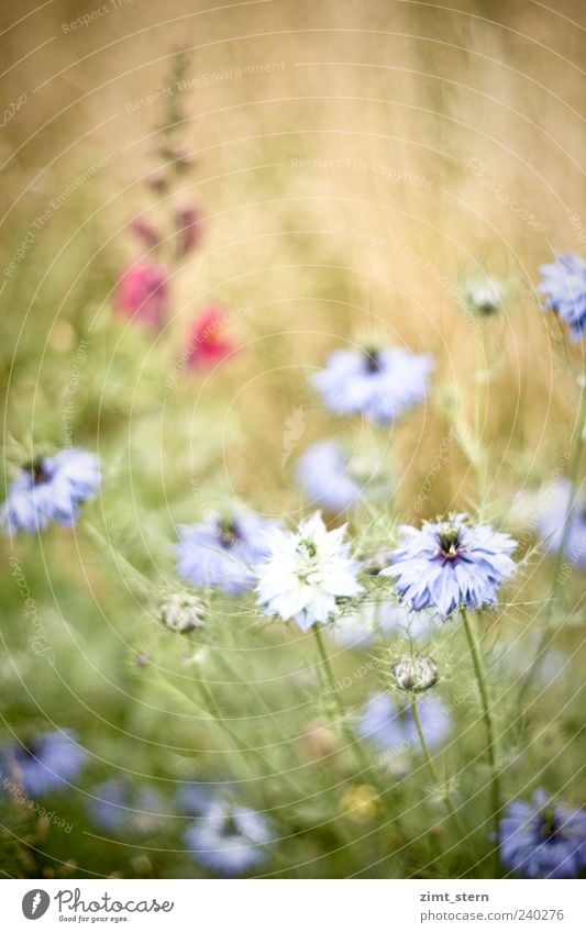 Gretel behind the rear' Summer Plant Flower Grass Blossom Meadow Field Blossoming Fragrance Faded Growth Esthetic Bright Natural Beautiful Wild Blue Yellow