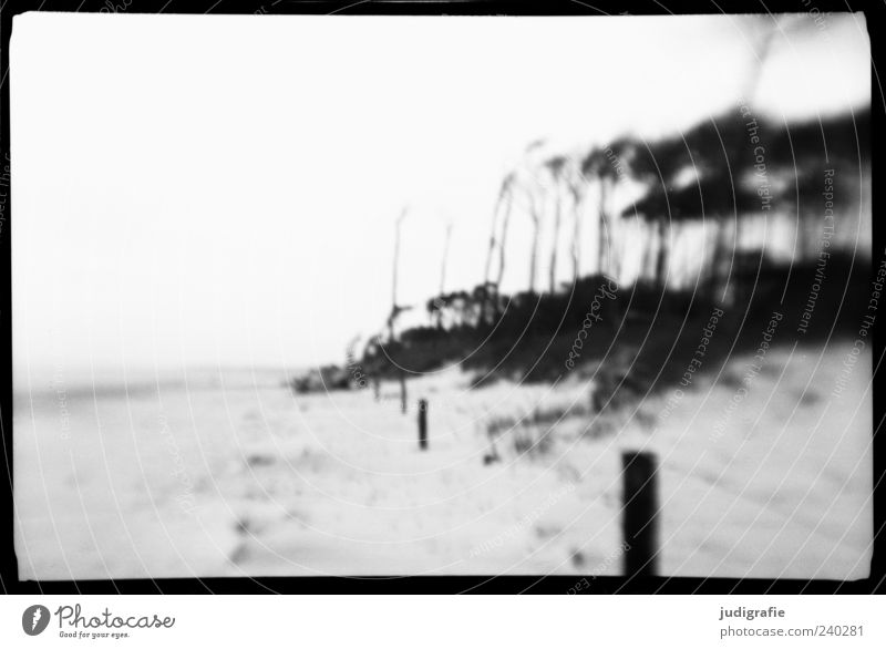 western beach Environment Nature Landscape Plant Tree Coast Beach Baltic Sea Ocean Darss Western Beach Exceptional Natural Wild Black White Moody Gorgeous