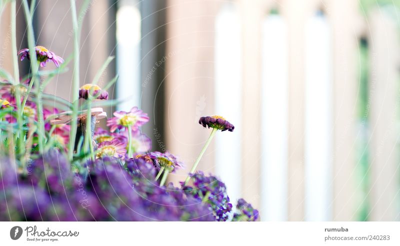 purple Nature Plant Spring Summer Flower Blossom Violet Pink Fence Esthetic Fragrance Colour photo Exterior shot Copy Space right Copy Space top Day Sunlight