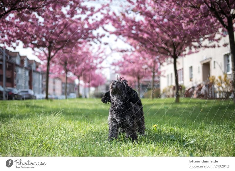 Small dog under cherry blossoms Pet Dog 1 Animal House (Residential Structure) Car Breathe Observe Blossoming Relaxation To enjoy Stand Simple Happy Infinity