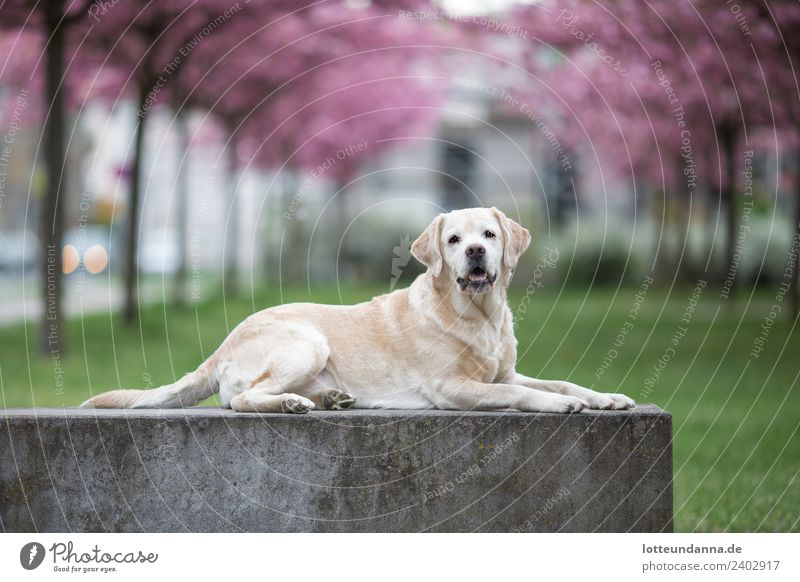 Yellow Labrador Retriever is in front of cherry blossoms Tree Cherry blossom Pet Dog 1 Animal Lie Colour photo Exterior shot Morning Shallow depth of field