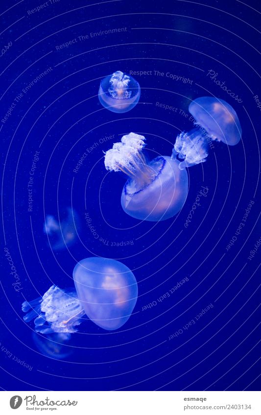 portrait of a jellyfish Nature Water Summer Ocean Jellyfish Aquarium Group of animals Animal family Free Natural Curiosity Blue Caution Serene Patient Calm