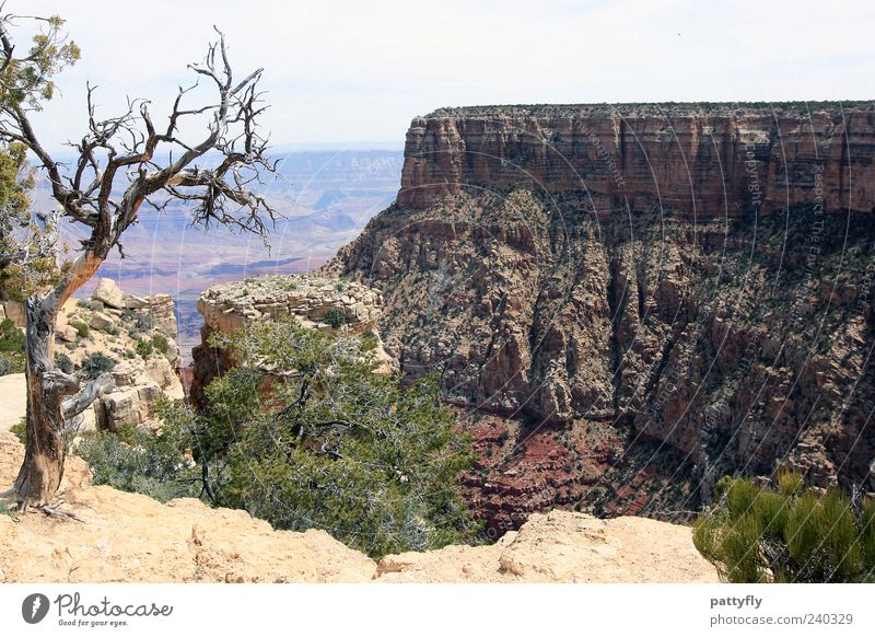 on the roCks! Environment Nature Landscape Elements Earth Summer Beautiful weather Drought Tree Bushes Foliage plant Agricultural crop Wild plant Hill Rock