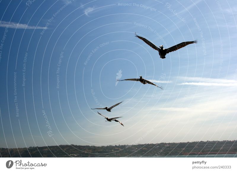 approaching Animal Wild animal Wing Pelican 4 Flock Flying Elegant Free Colour photo Exterior shot Day Freedom Ease Sky
