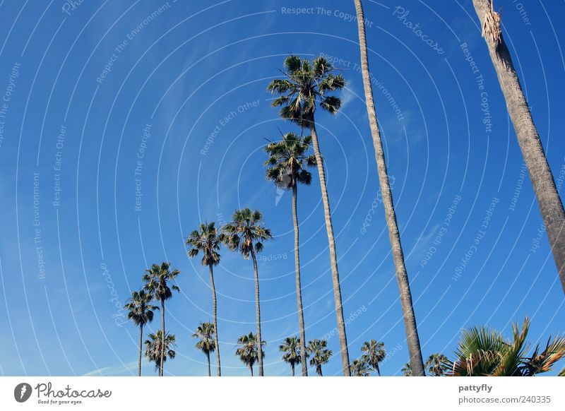 curvic San Diego Palm tree Sky Blue Clouds Nature California Vacation & Travel Relaxation Row Curve Freedom Summer Blue sky Cloudless sky Deserted