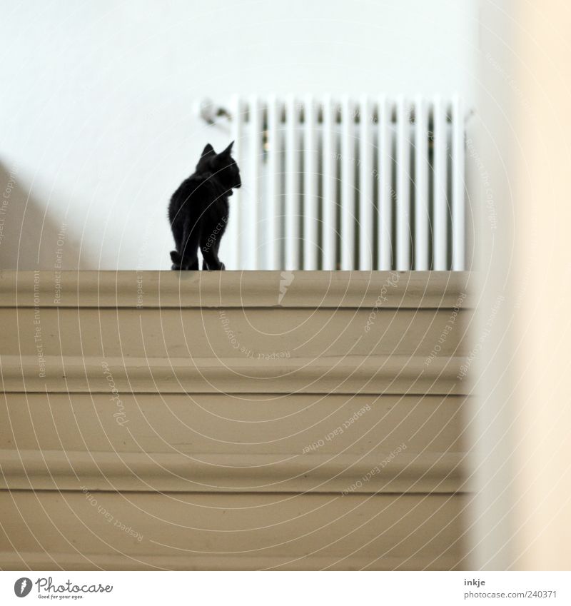 *maunz* Stairs Staircase (Hallway) wooden staircase Pet Cat Kitten Domestic cat 1 Animal Baby animal Heater Discover Looking Stand Small Curiosity Cute Black